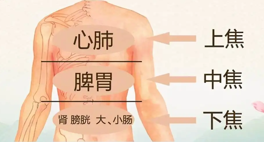 夏秋之交“濕氣”最盛，中醫(yī)教您護好7個部位(圖4)