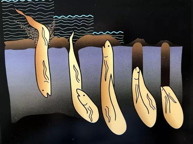疫情后三年的生存法則：麻雀定律、肺魚(yú)思維、螃蟹效應(yīng)(圖5)