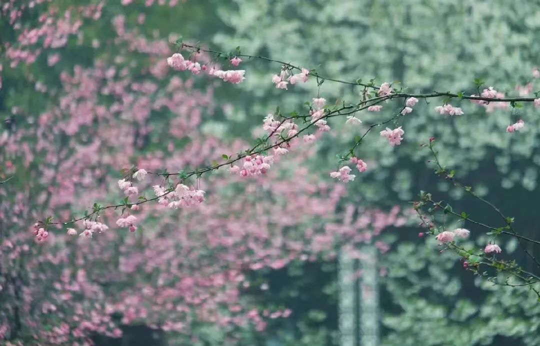癸卯年正月廿九雨水：草木悄然探芽尖，  春雨無聲沁暖泥。(圖2)