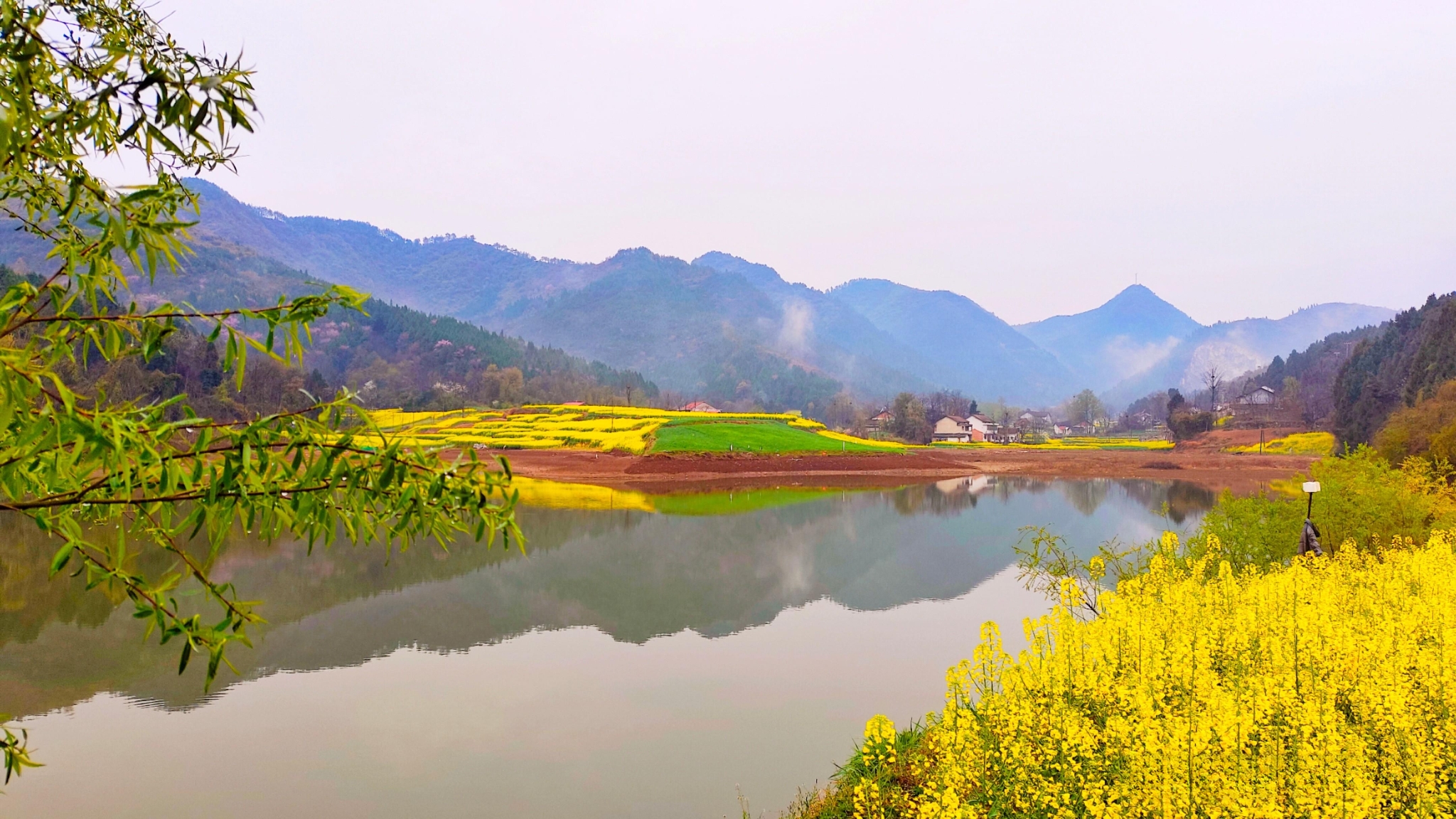 勉縣油菜花海美景驚艷上線(圖2)