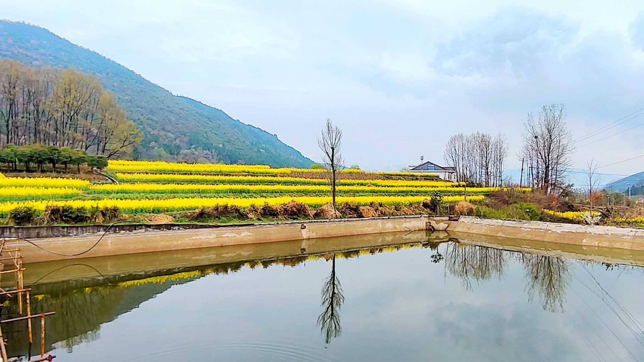 勉縣油菜花海美景驚艷上線(圖4)