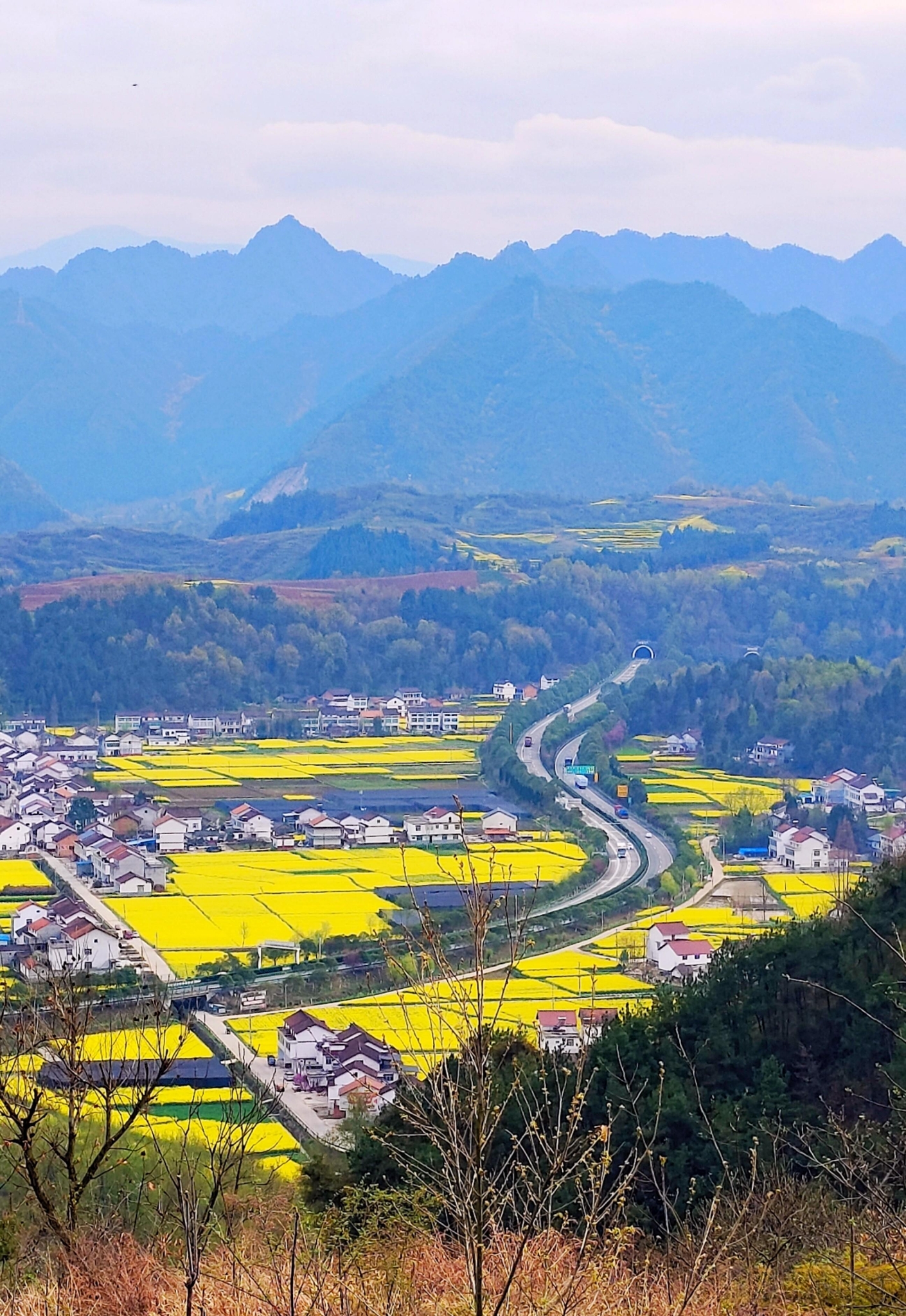 勉縣油菜花海美景驚艷上線(圖7)
