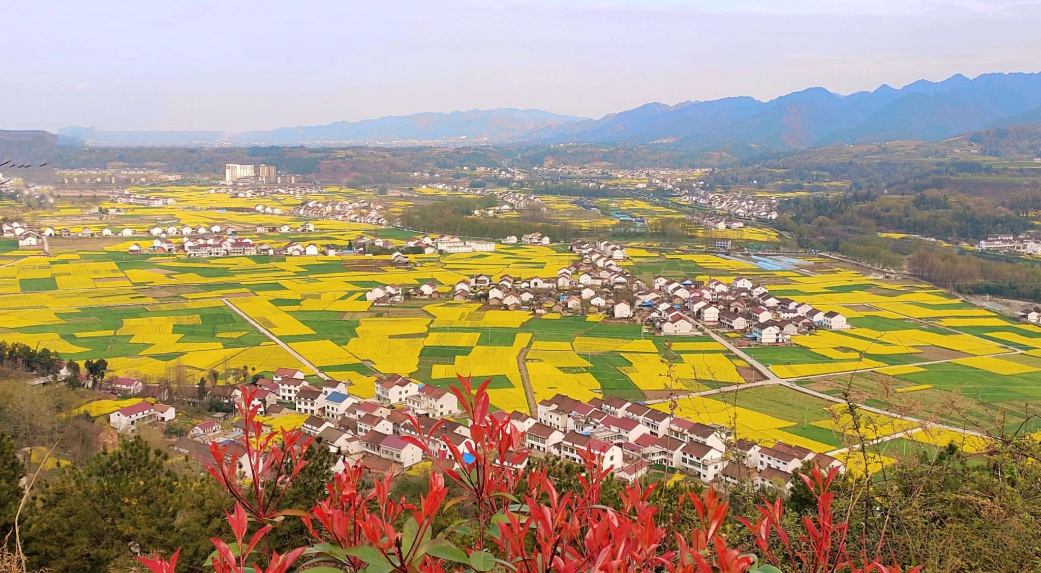 勉縣油菜花海美景驚艷上線(圖5)
