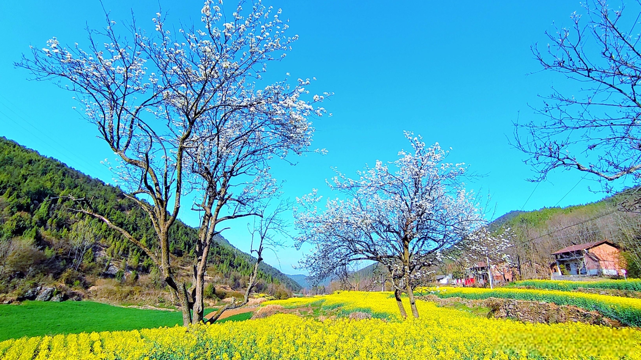 勉縣油菜花海美景驚艷上線(圖11)