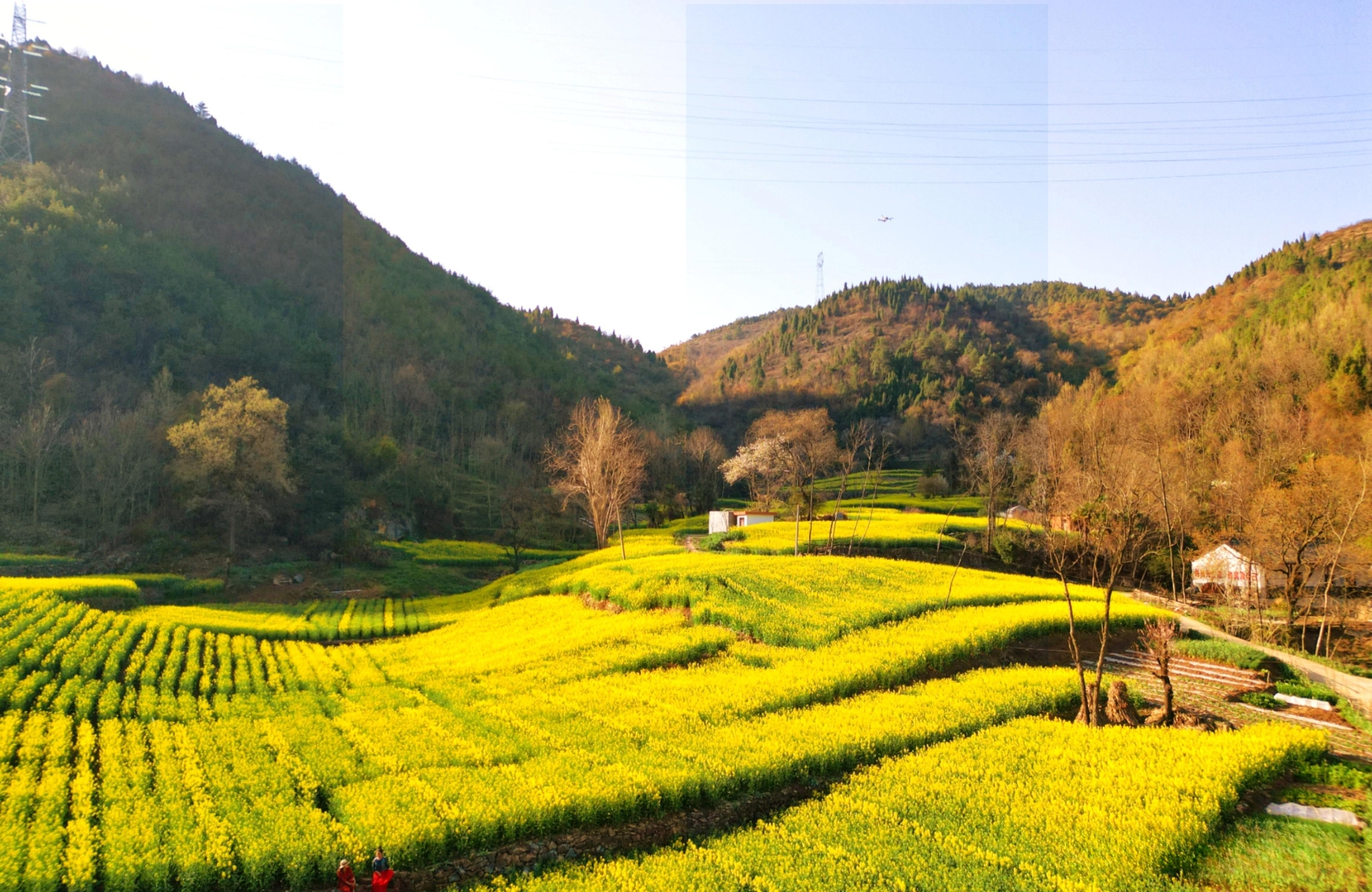 勉縣油菜花海美景驚艷上線(圖14)
