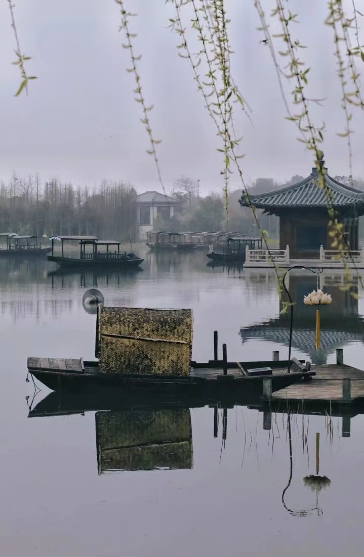 雨柳情(圖1)