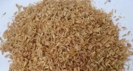 為什么要在白酒生產(chǎn)中大量使用稻殼(圖1)