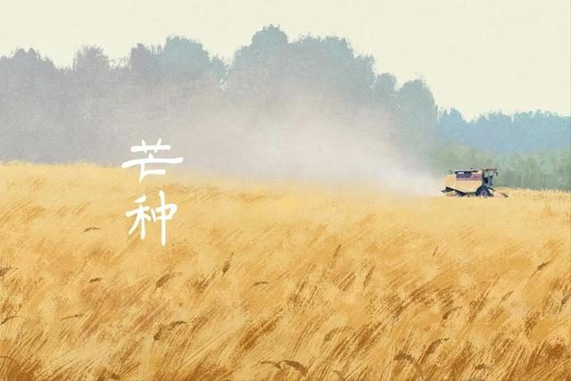 芒種將至，俗語“芒種不補(bǔ)，夏季受苦”，芒種怎么補(bǔ)？吃什么更受益(圖1)