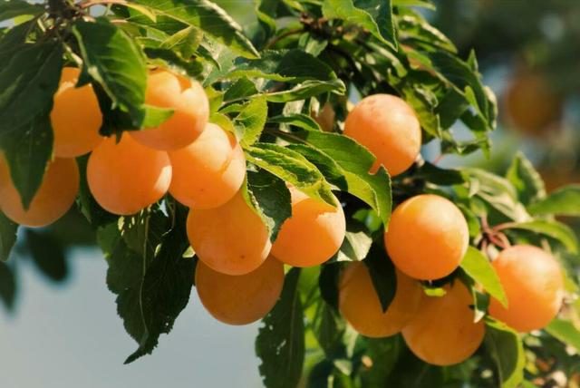 芒種將至，俗語“芒種不補(bǔ)，夏季受苦”，芒種怎么補(bǔ)？吃什么更受益(圖6)