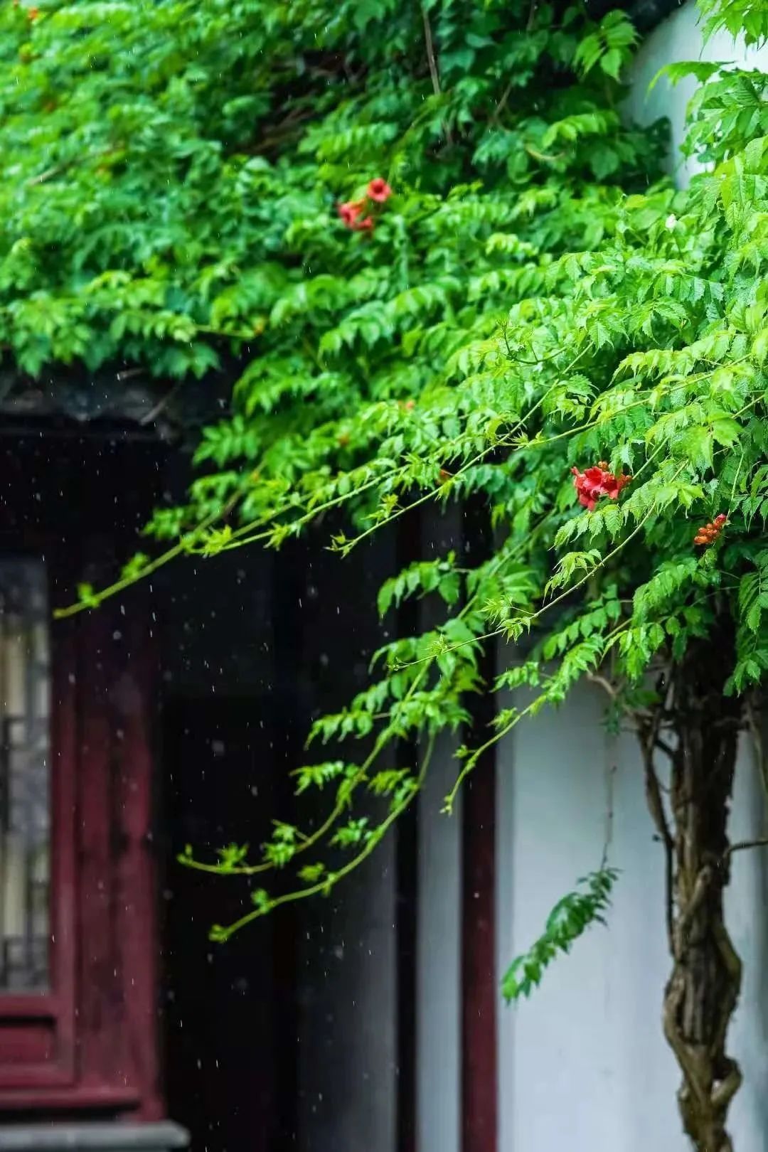 芒種(圖19)