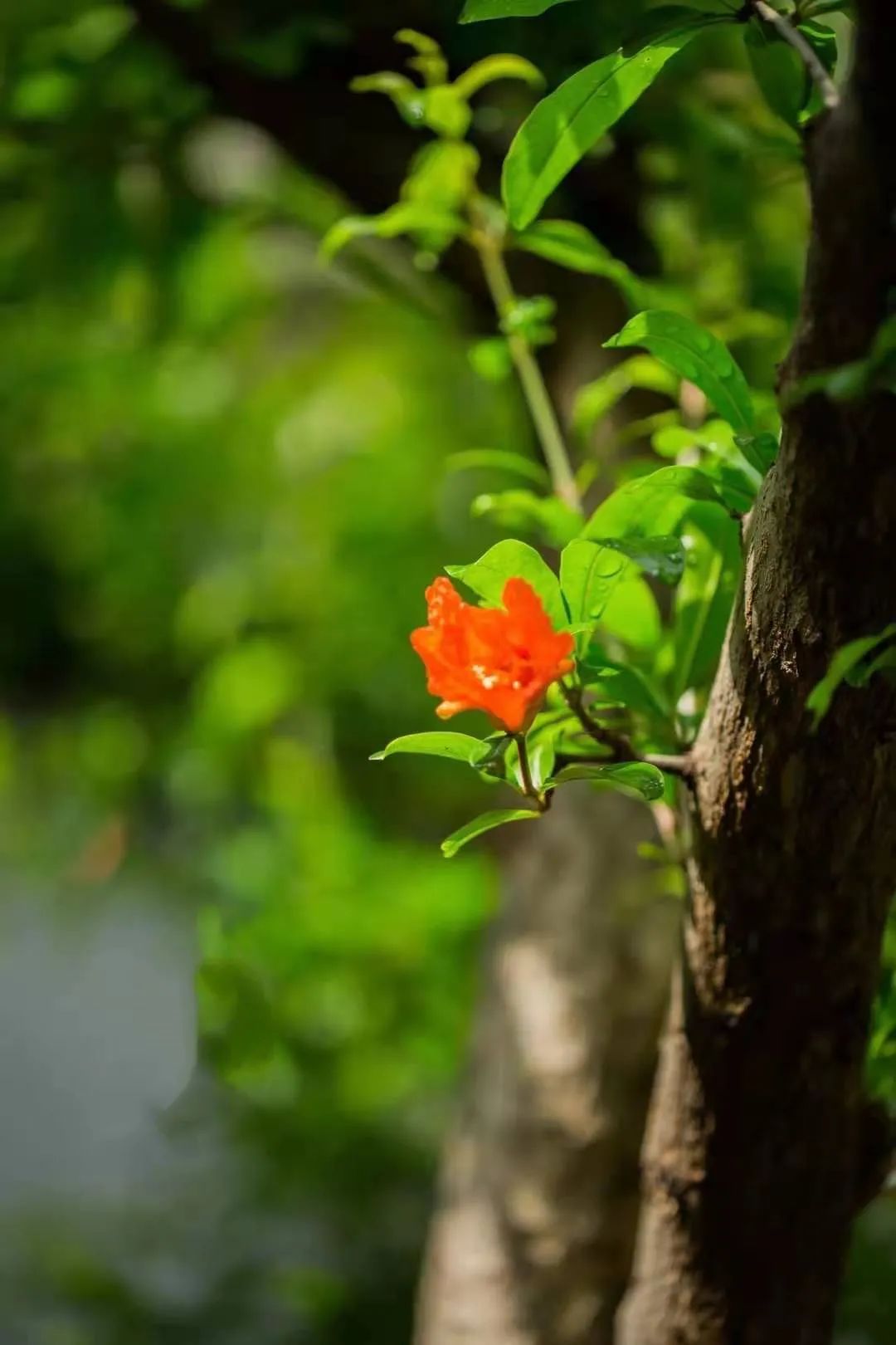 芒種(圖22)