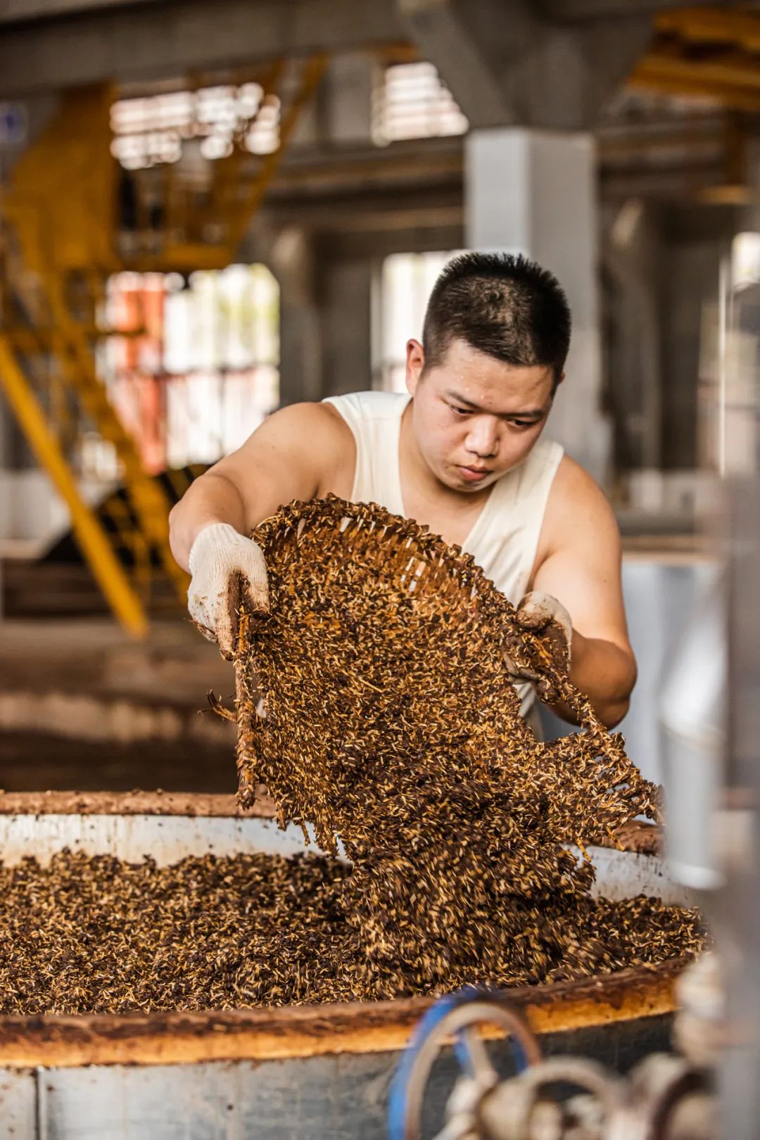 在茅臺酒廠上班，是種什么體驗？(圖4)