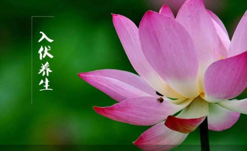 “入伏三不做，一年病不沾”，7月11日入伏，3不做分別指什么？(圖4)