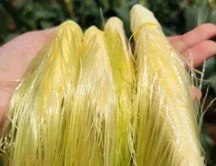 “玉米須”是個(gè)寶，用它煮水喝，或能幫助解決這7個(gè)問題(圖4)