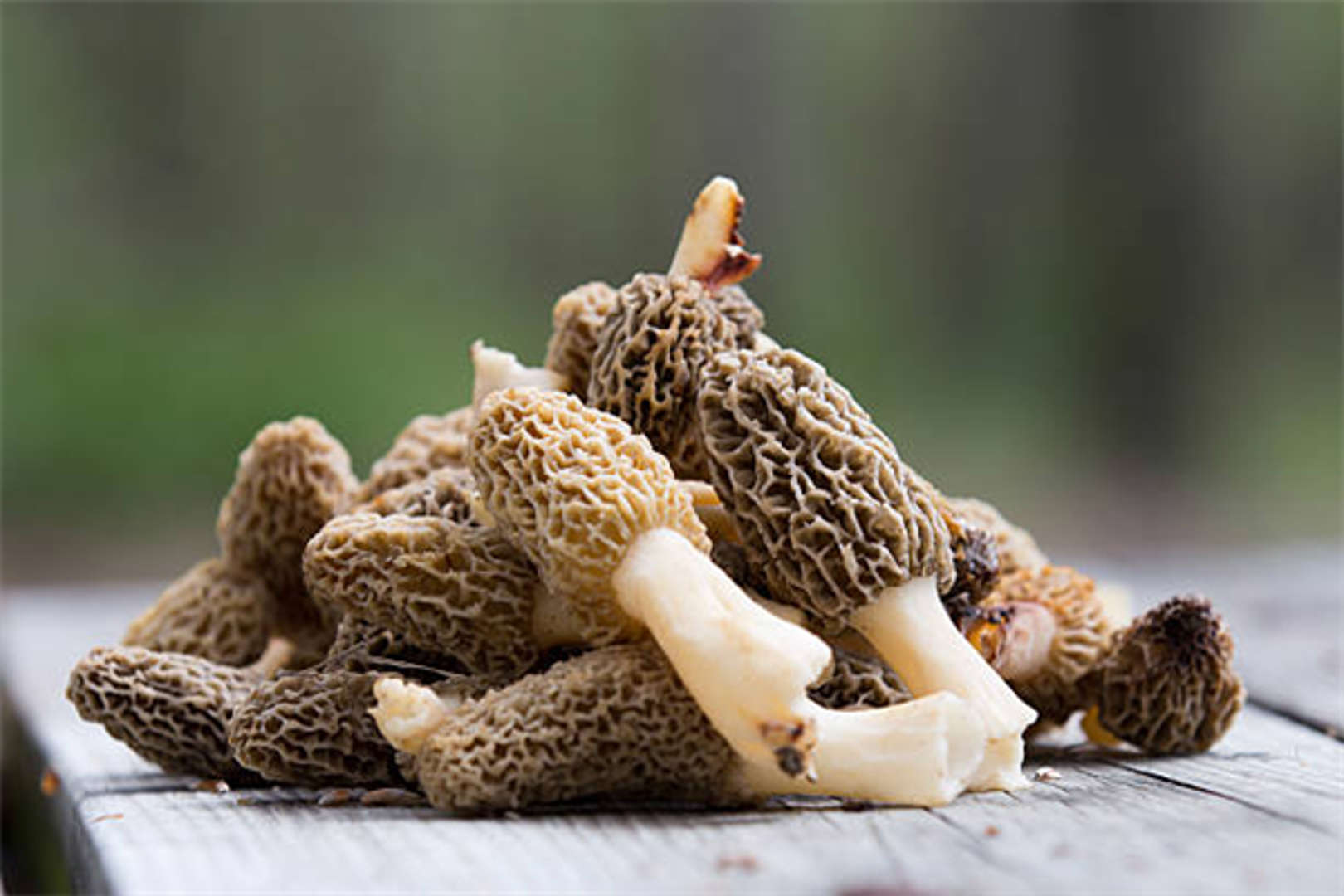 菌子.jpg 網(wǎng)友用AI還原吃菌子中毒后的世界 網(wǎng)友:光怪陸離 匪夷所思(圖1)
