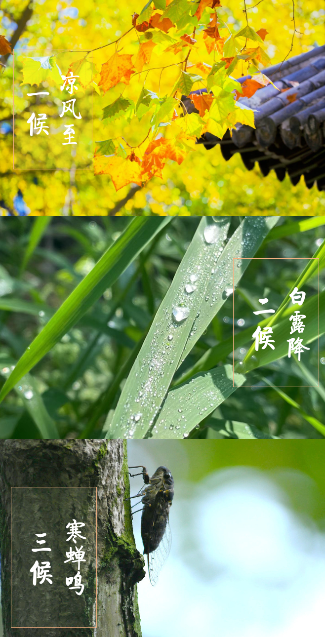 一候二候三候.png 今日立秋:卻道天涼好個秋(圖9)