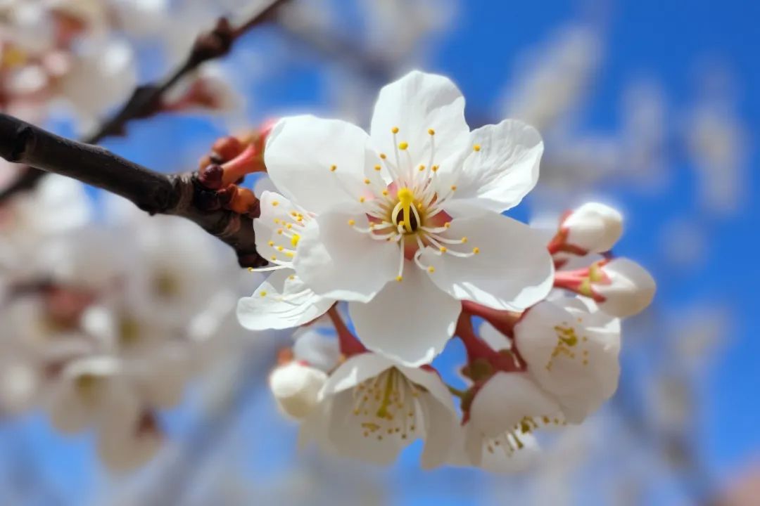 蘇軾：青年時看遠(yuǎn)，中年時看開，老年時看淡(圖5)
