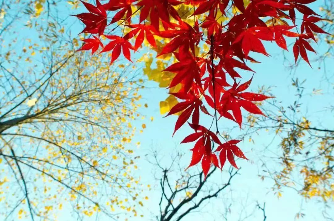毛澤東詩詞里的秋天，大氣磅礴，何等壯美！(圖9)