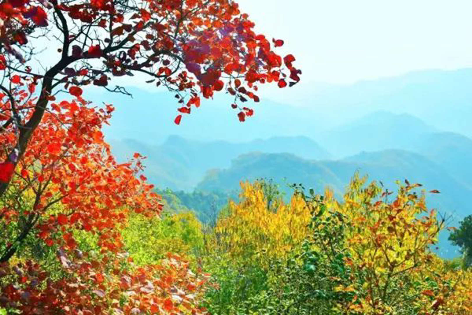 好美！襄垣仙堂山：紅葉滿山惹人“醉”(圖2)