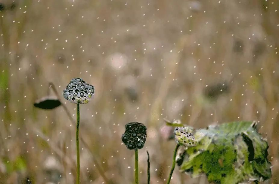 十首安然詩(shī)詞：吃茶讀閑書(shū)，聽(tīng)雨看落花(圖6)