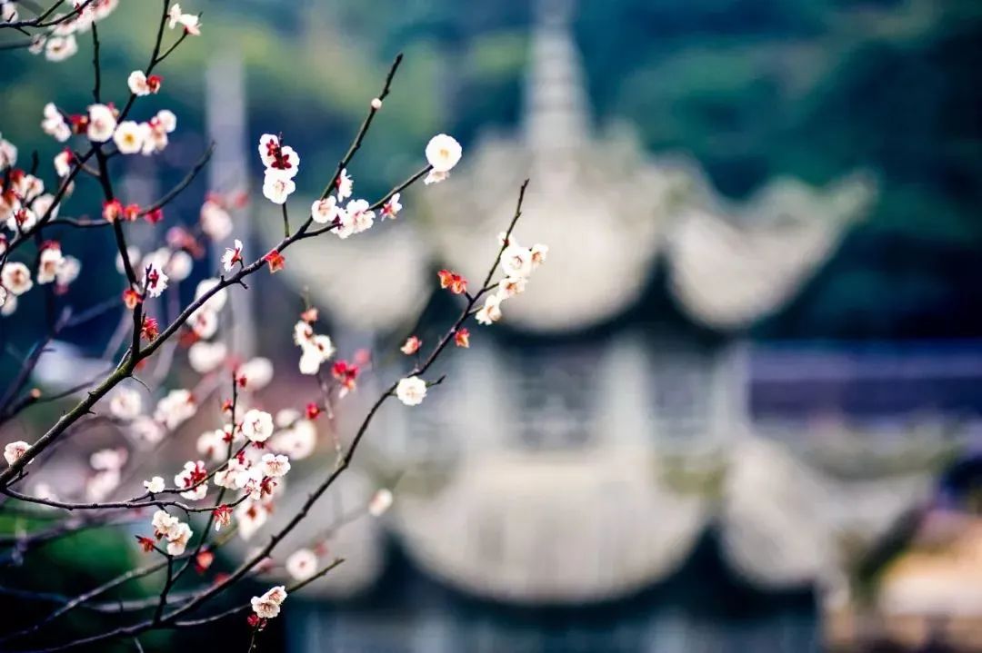 十首安然詩(shī)詞：吃茶讀閑書(shū)，聽(tīng)雨看落花(圖5)