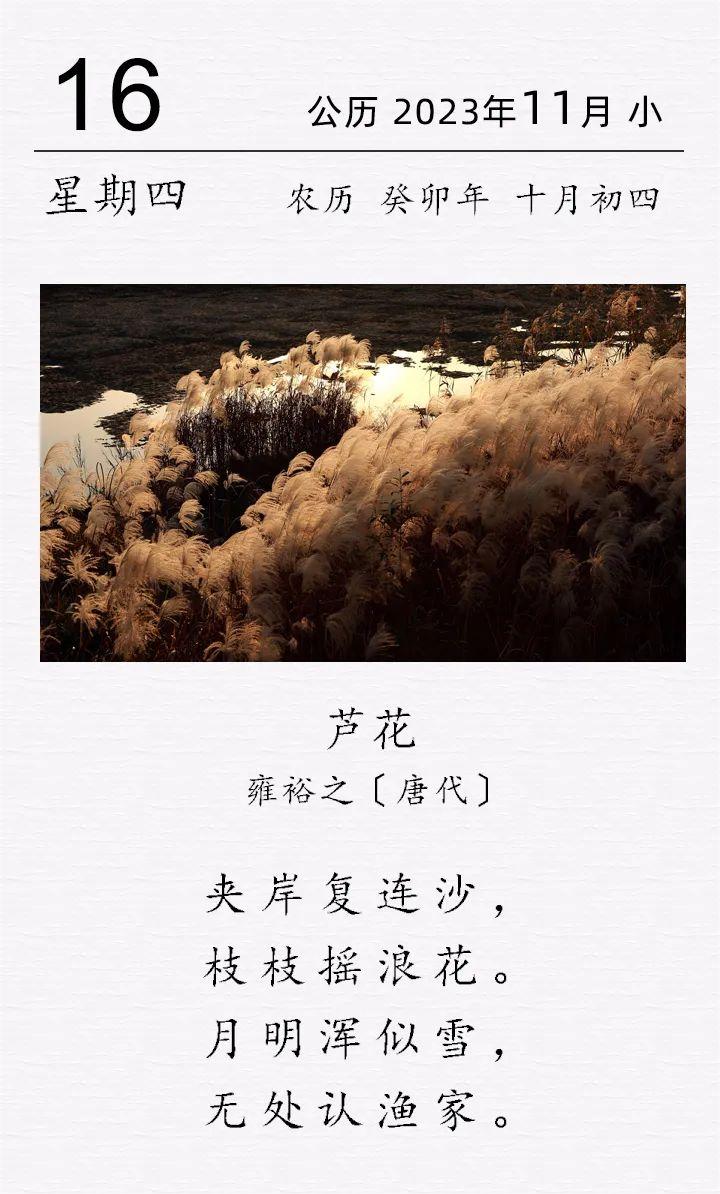 雍裕之《蘆花》(圖1)