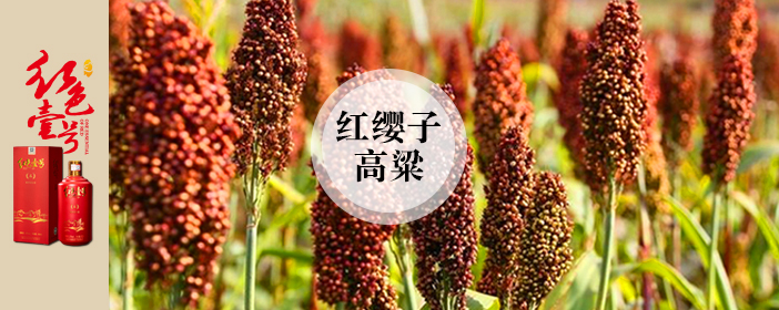 紅纓子高粱702-1.jpg 茅臺(tái)酒VS替代品:一場品質(zhì)與文化的較量(圖3)