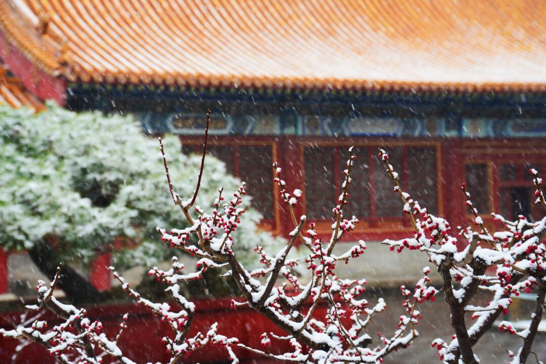 大雪節(jié)氣 | 北京市屬公園往年雪景合集(圖21)