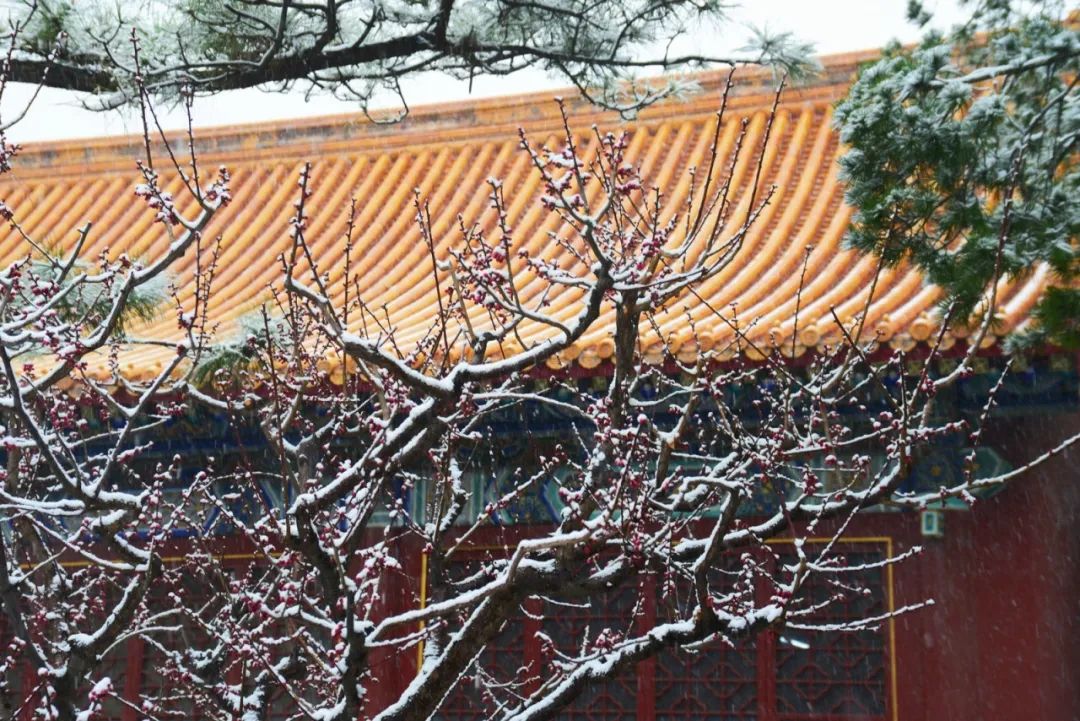 大雪節(jié)氣 | 北京市屬公園往年雪景合集(圖22)