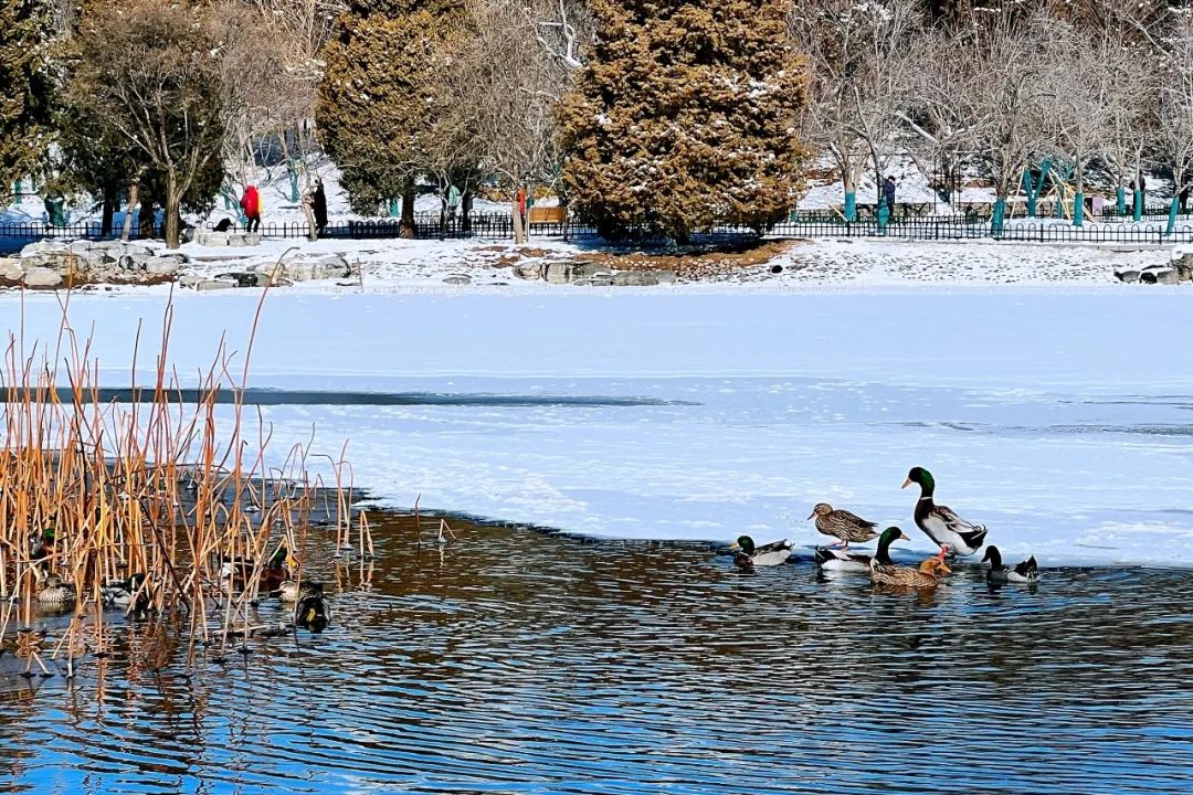 大雪節(jié)氣 | 北京市屬公園往年雪景合集(圖46)