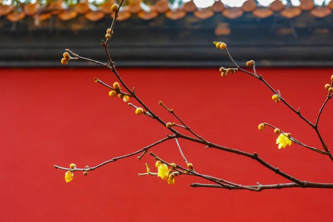 小寒｜愿你三冬不寒，歲月安暖(圖11)