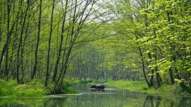 九龍濕地 麗水.jpg 秀山麗水(圖7)