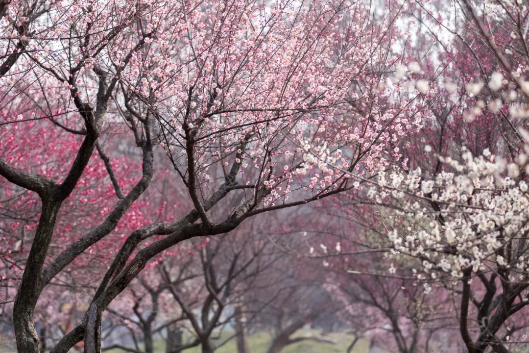 晏幾道《蝶戀花·千葉早梅夸百媚》(圖3)