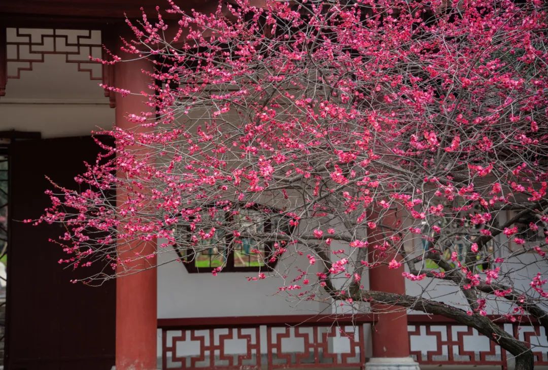 晏幾道《蝶戀花·千葉早梅夸百媚》(圖2)