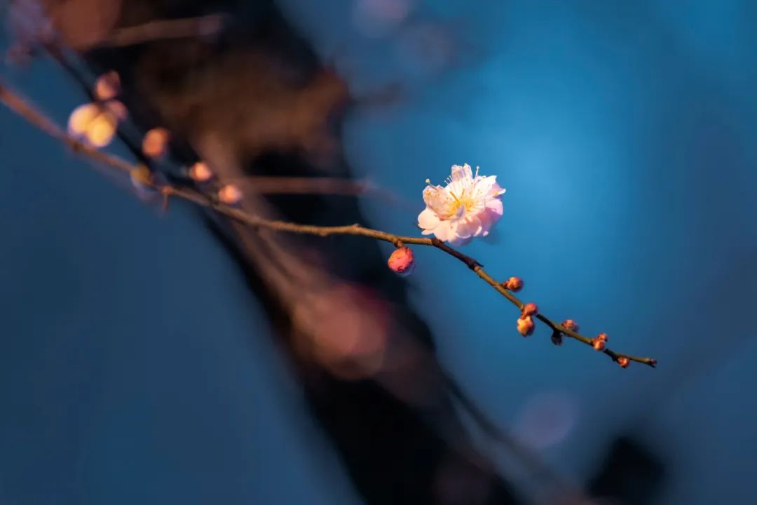  辛棄疾《丑奴兒 · 年年索盡梅花笑》(圖2)