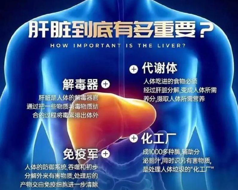 2024年全國愛肝日：早防早篩，遠(yuǎn)離肝硬化(圖2)