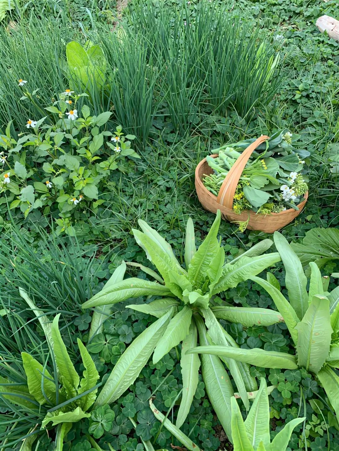 三月三，上巳節(jié)，踏春去！(圖8)
