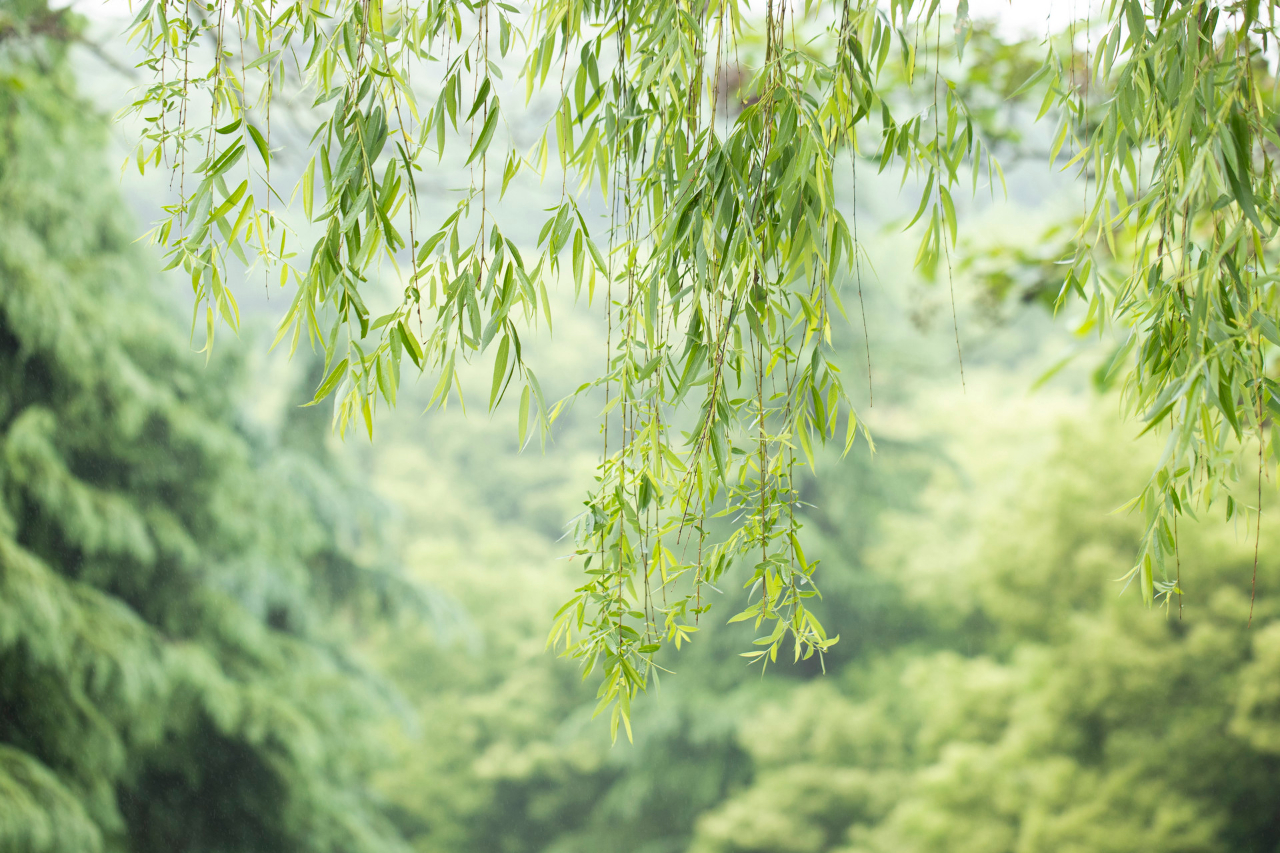 新柳鵝兒黃，猶如初戀，若有若無，欲說還休(圖4)
