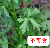 石龍芮.png 【營養(yǎng)與食品】入夏預(yù)防食物中毒指南(圖4)