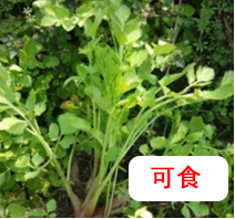 水芹菜.png 【營養(yǎng)與食品】入夏預(yù)防食物中毒指南(圖5)