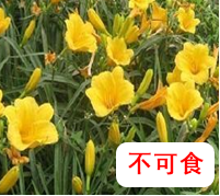 萱草.png 【營養(yǎng)與食品】入夏預(yù)防食物中毒指南(圖6)