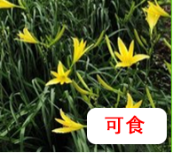 黃花菜.png 【營養(yǎng)與食品】入夏預(yù)防食物中毒指南(圖7)