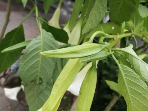 曼陀羅.png 【營養(yǎng)與食品】入夏預(yù)防食物中毒指南(圖8)