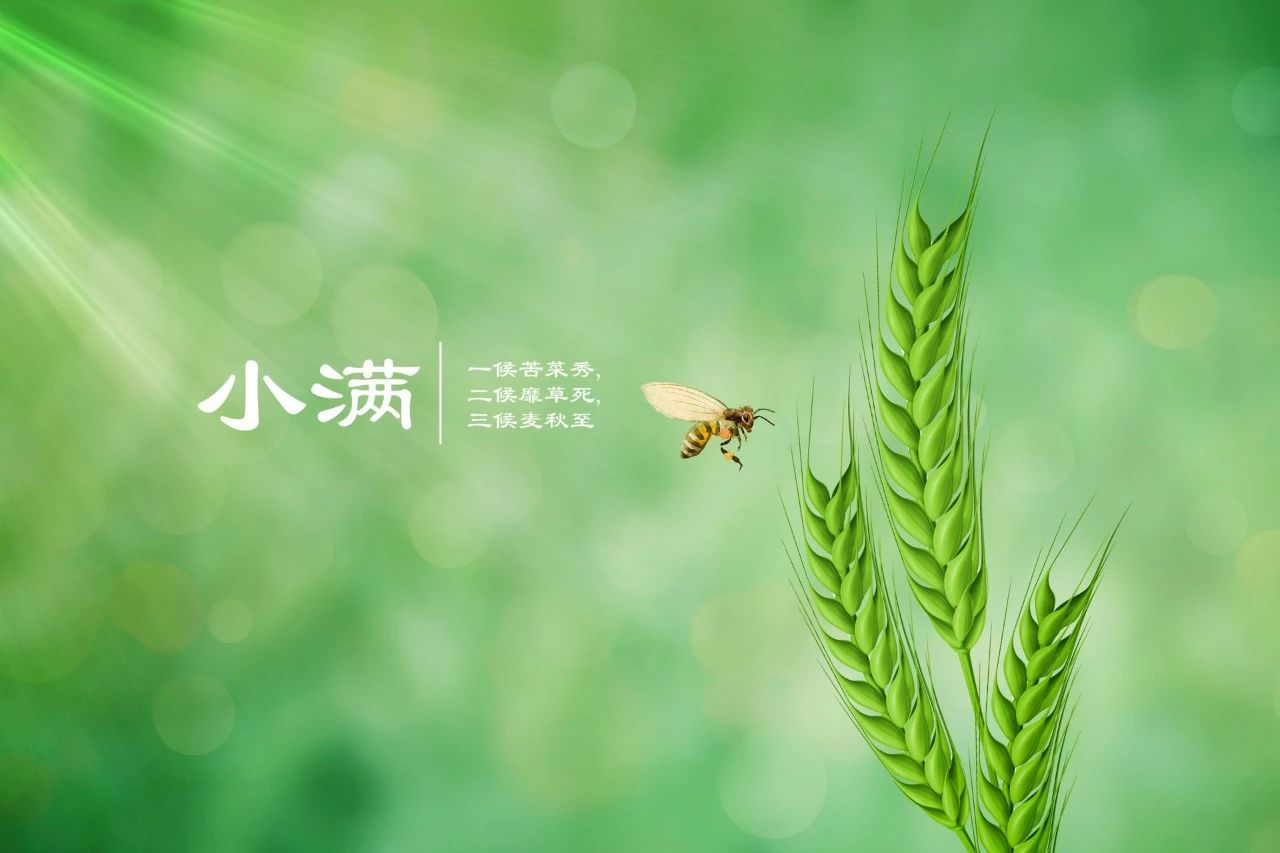 今日小滿｜人生不求太滿，小滿即是圓滿(圖6)