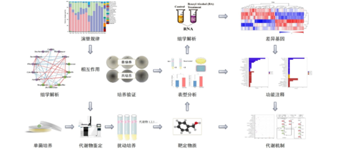 image.png 白酒制曲過(guò)程中的微生物(圖3)
