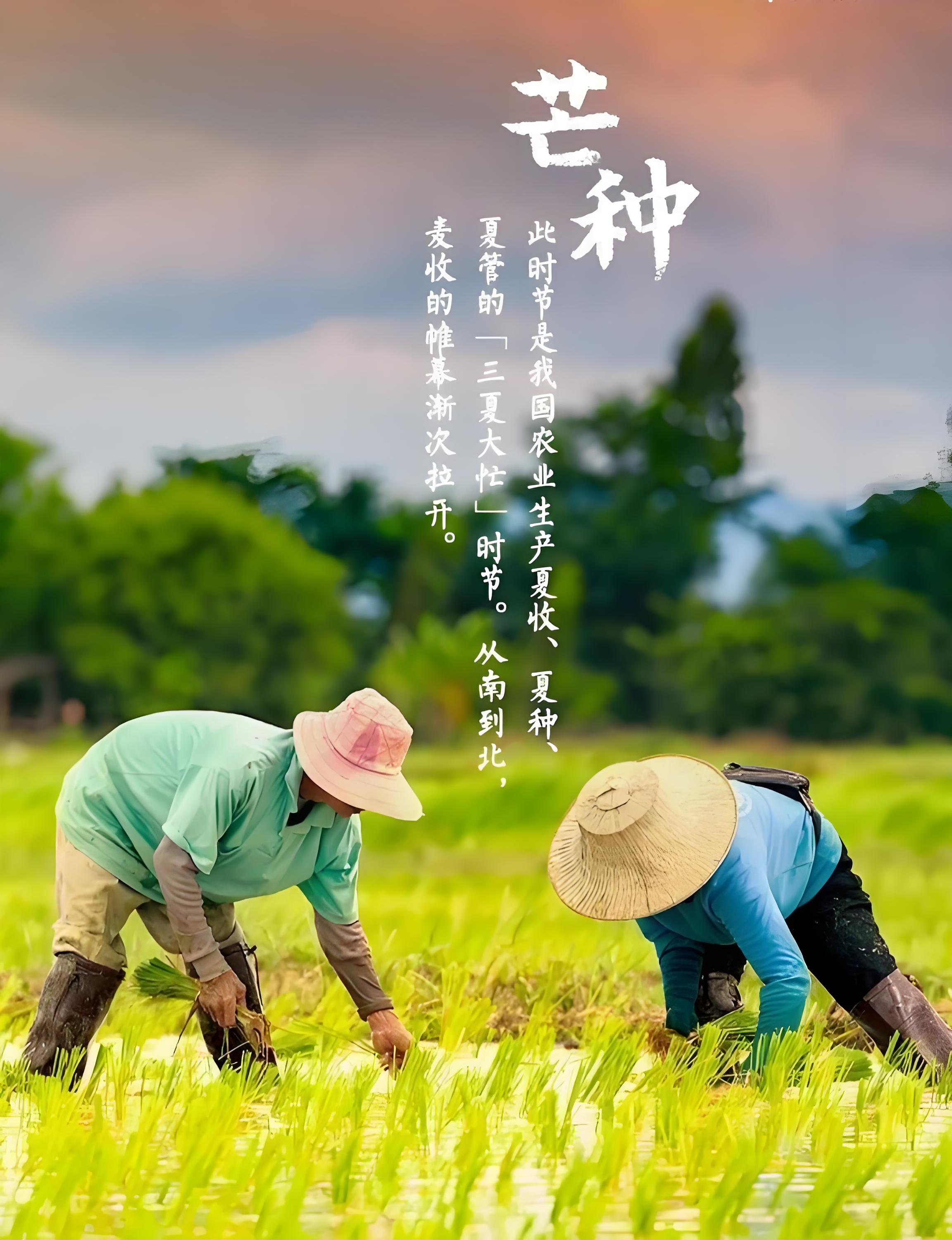芒種。(圖3)