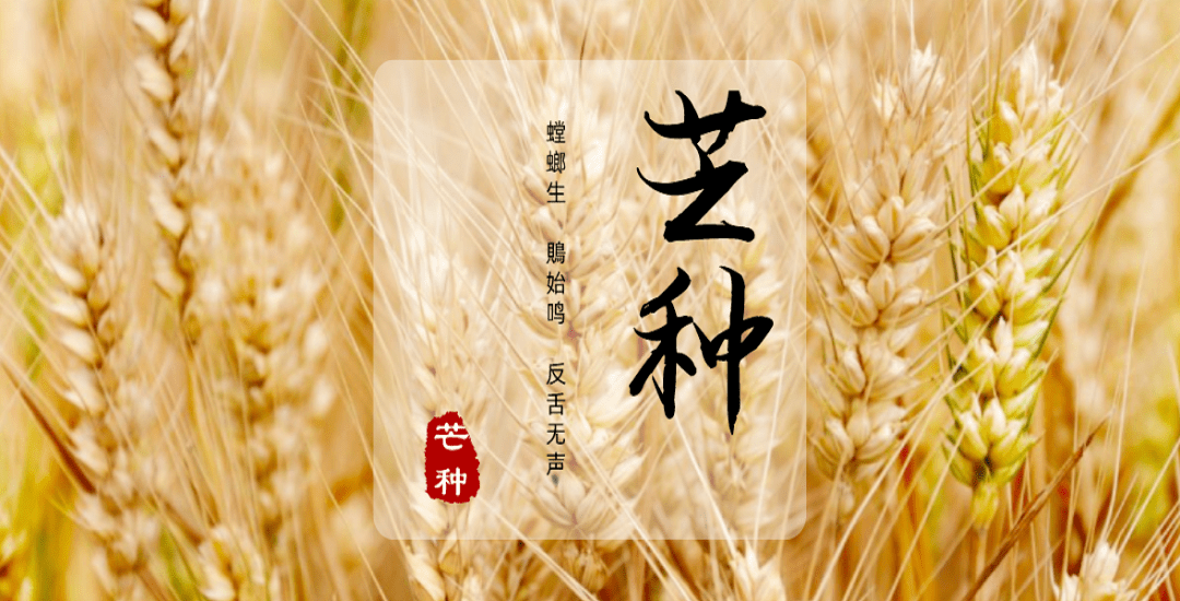芒種。(圖4)