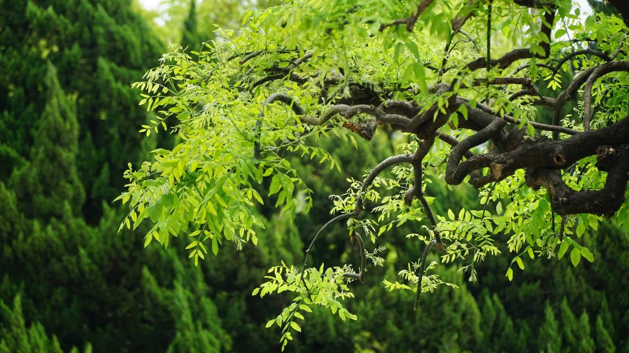 夏日?qǐng)D鑒，有一院子足矣(圖2)