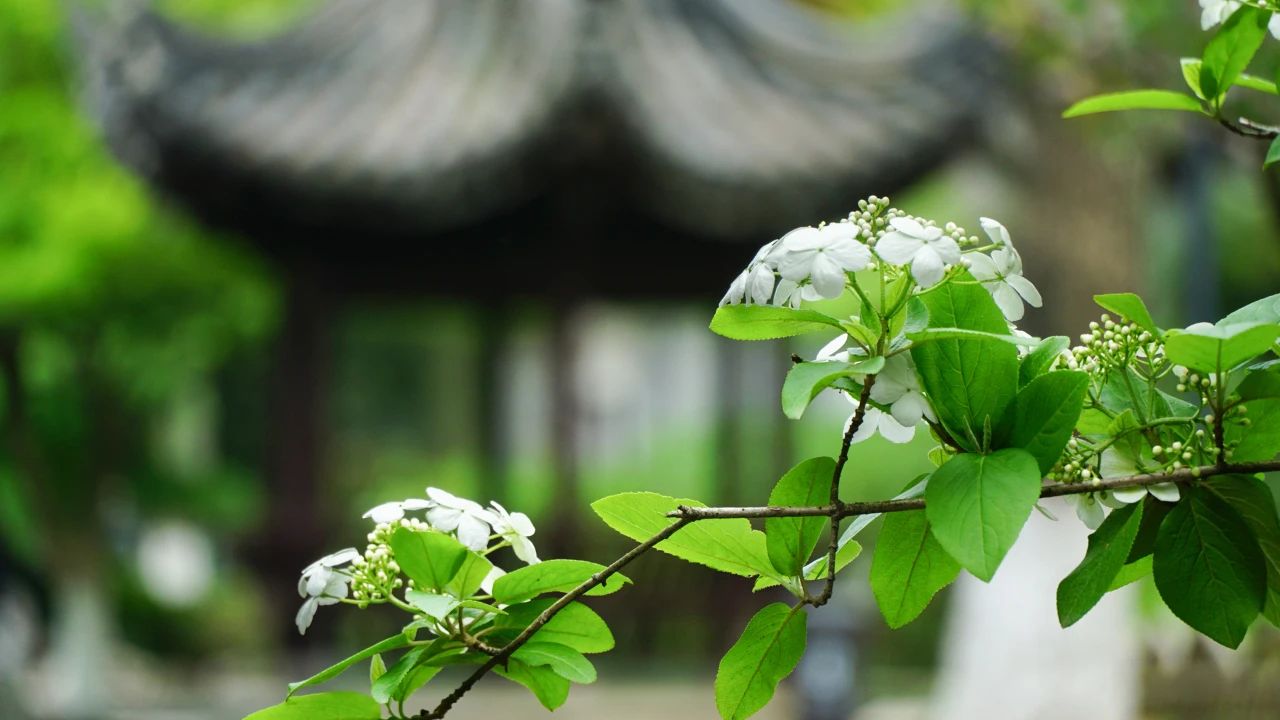 夏日?qǐng)D鑒，有一院子足矣(圖4)