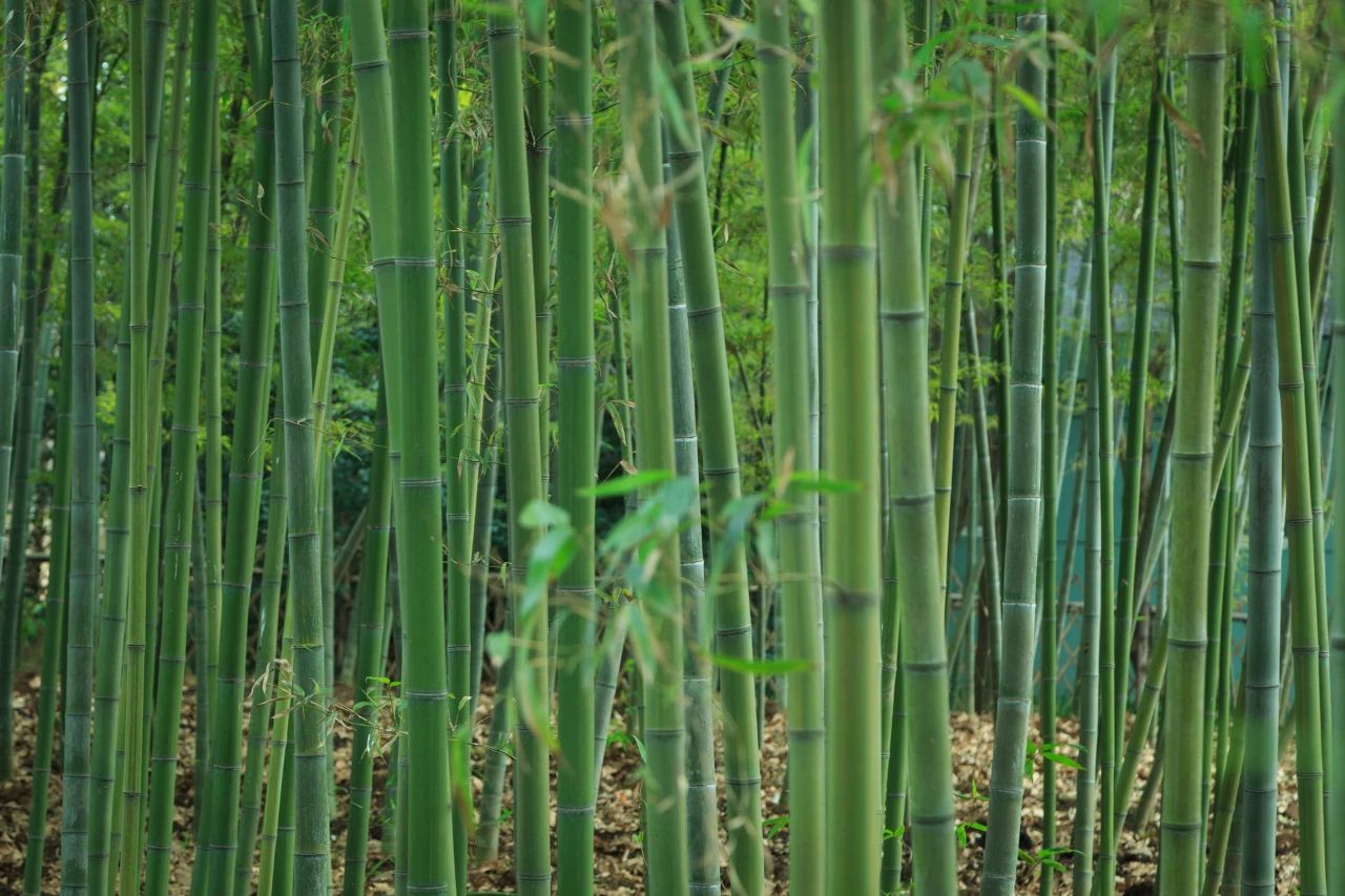 簾動夏風起，心靜自清涼(圖4)